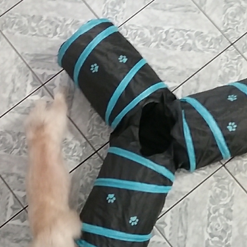 Dog tunnel